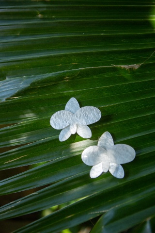 Brinco pérola orquídea 